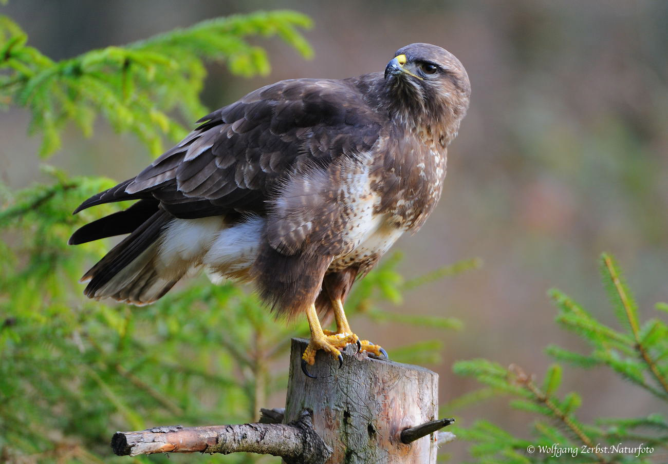 --- Mäusebussard --- (Buteo buteo)