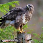 --- Mäusebussard --- (Buteo buteo)