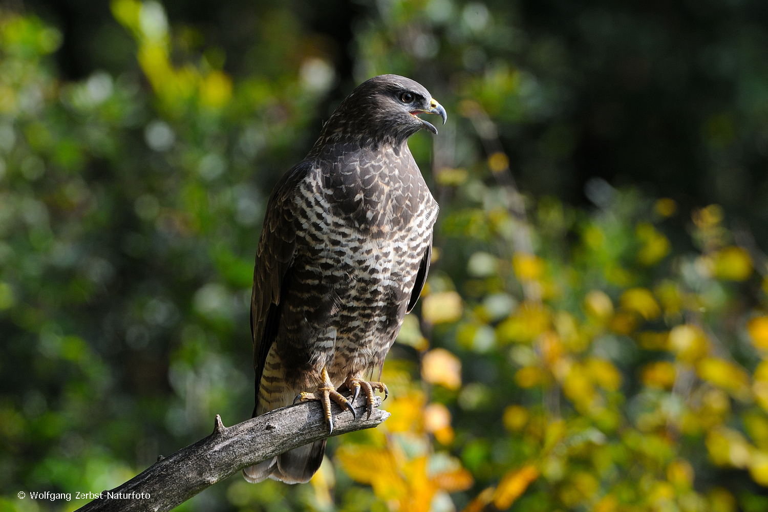 --- Mäusebussard ---  ( Buteo buteo )