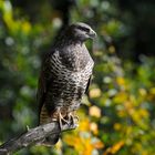 --- Mäusebussard ---  ( Buteo buteo )