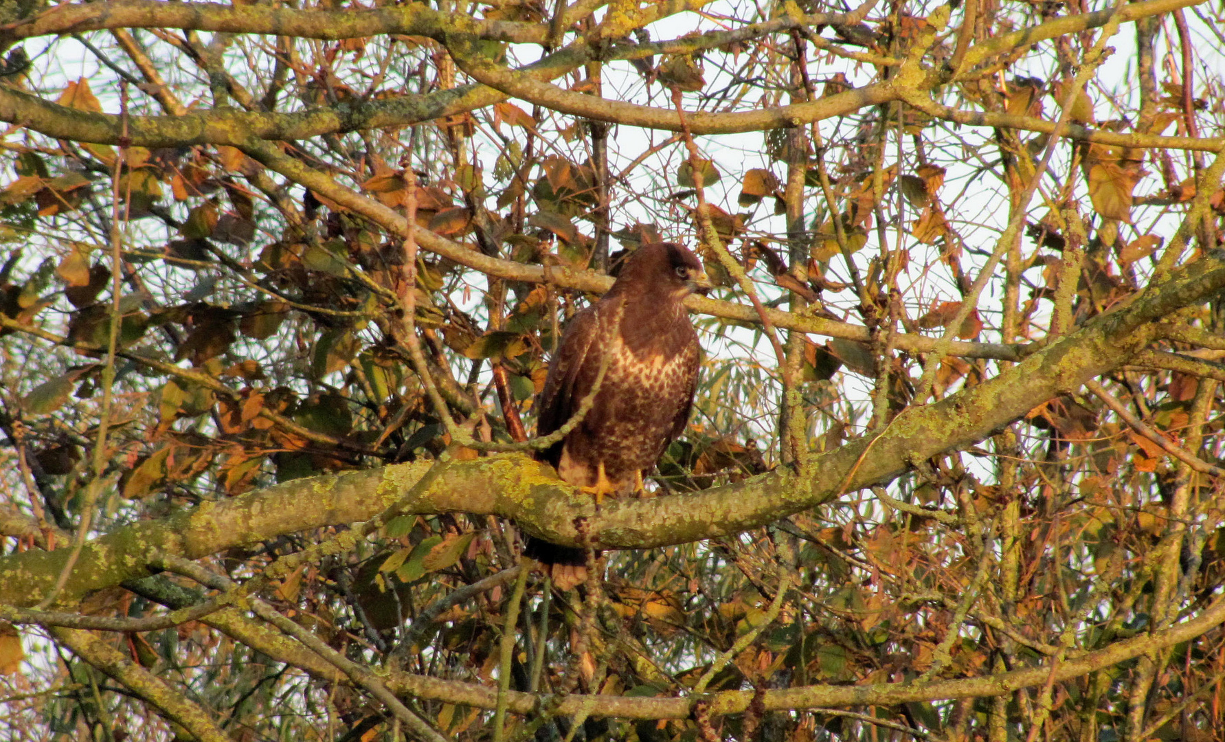 Mäusebussard (Buteo buteo)