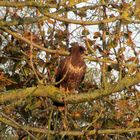 Mäusebussard (Buteo buteo)