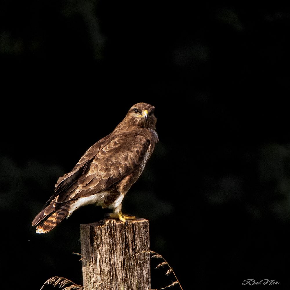 Mäusebussard - Buteo buteo ...