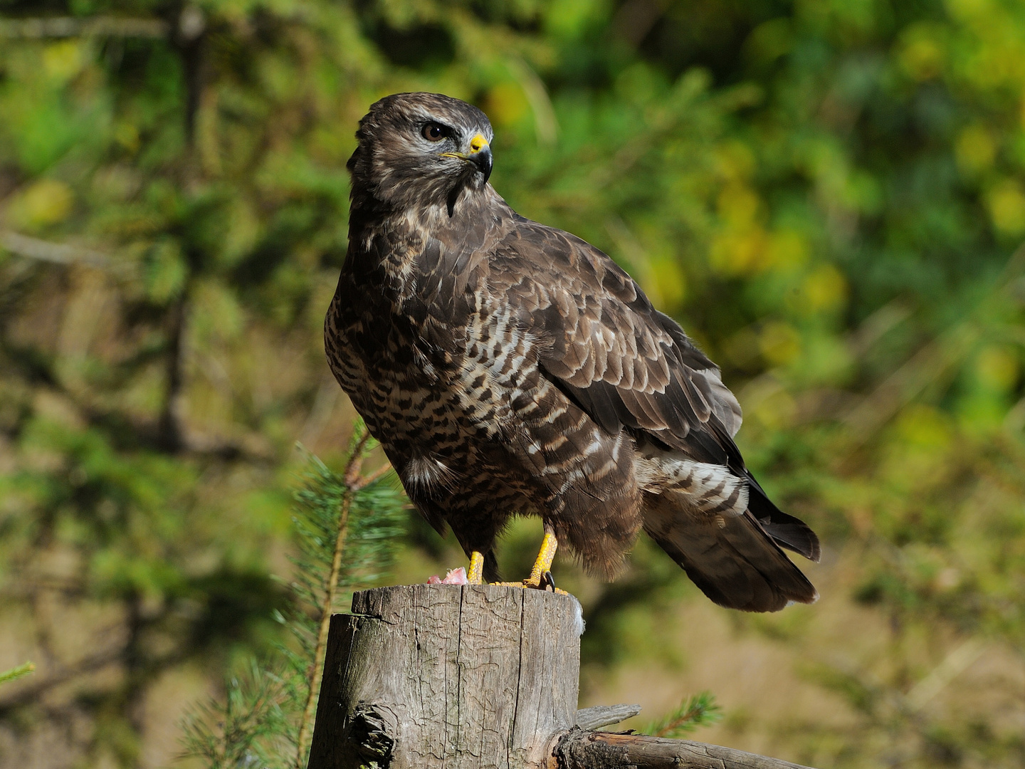 --- Mäusebussard ---   ( Buteo buteo )