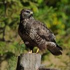 --- Mäusebussard ---   ( Buteo buteo )