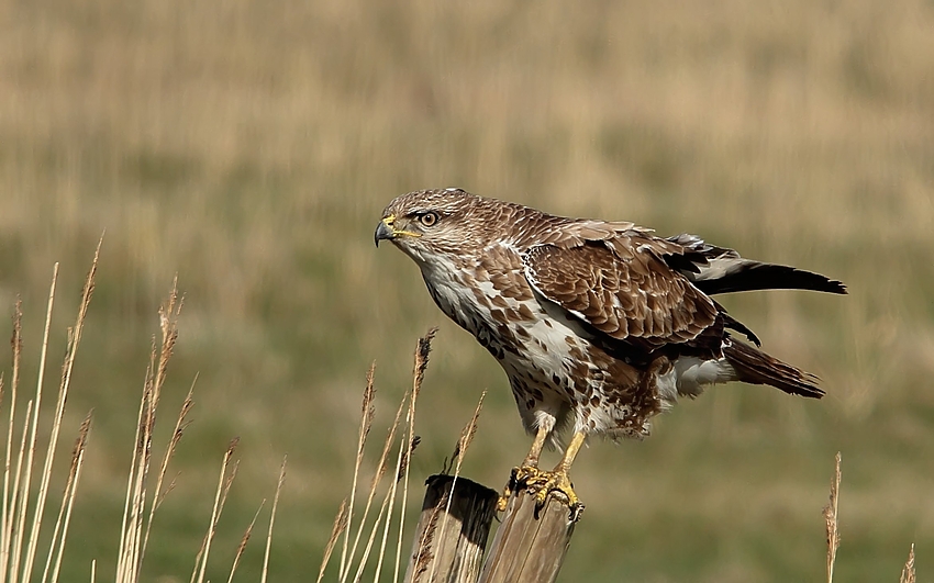 Mäusebussard (Buteo buteo)