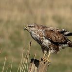 Mäusebussard (Buteo buteo)