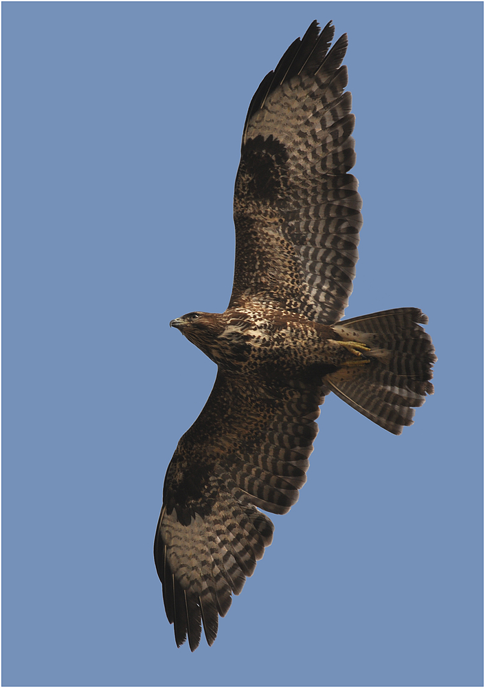 Mäusebussard (Buteo buteo)