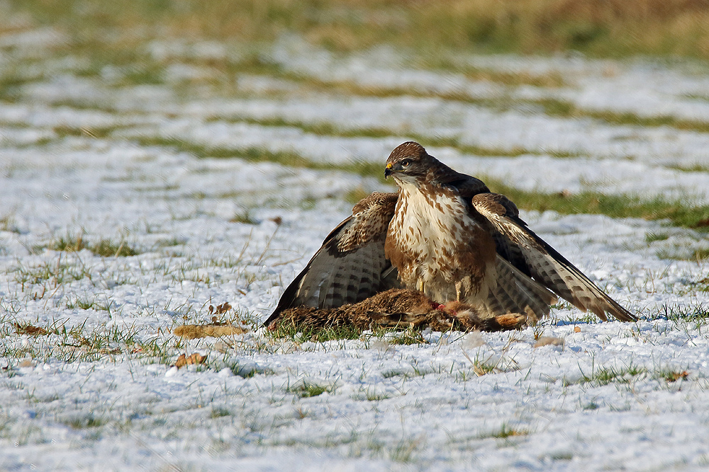 Mäusebussard (Buteo buteo)