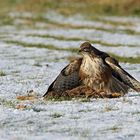 Mäusebussard (Buteo buteo)