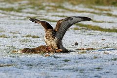 Mäusebussard (Buteo buteo)