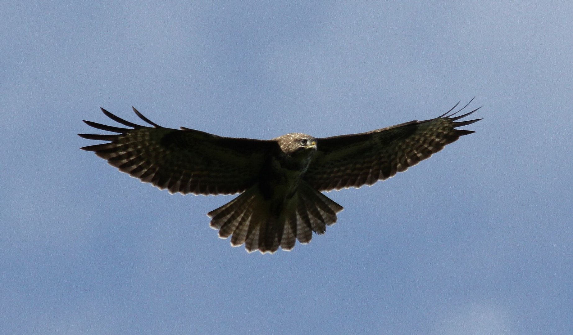 Mäusebussard (Buteo buteo)