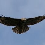 Mäusebussard (Buteo buteo)