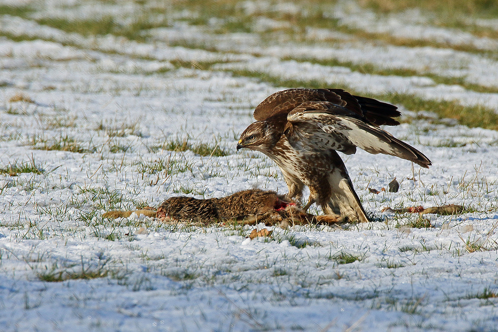 Mäusebussard (Buteo buteo)