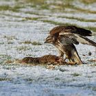 Mäusebussard (Buteo buteo)