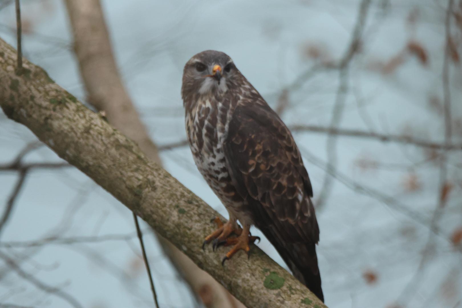 Mäusebussard Buteo buteo