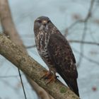 Mäusebussard Buteo buteo