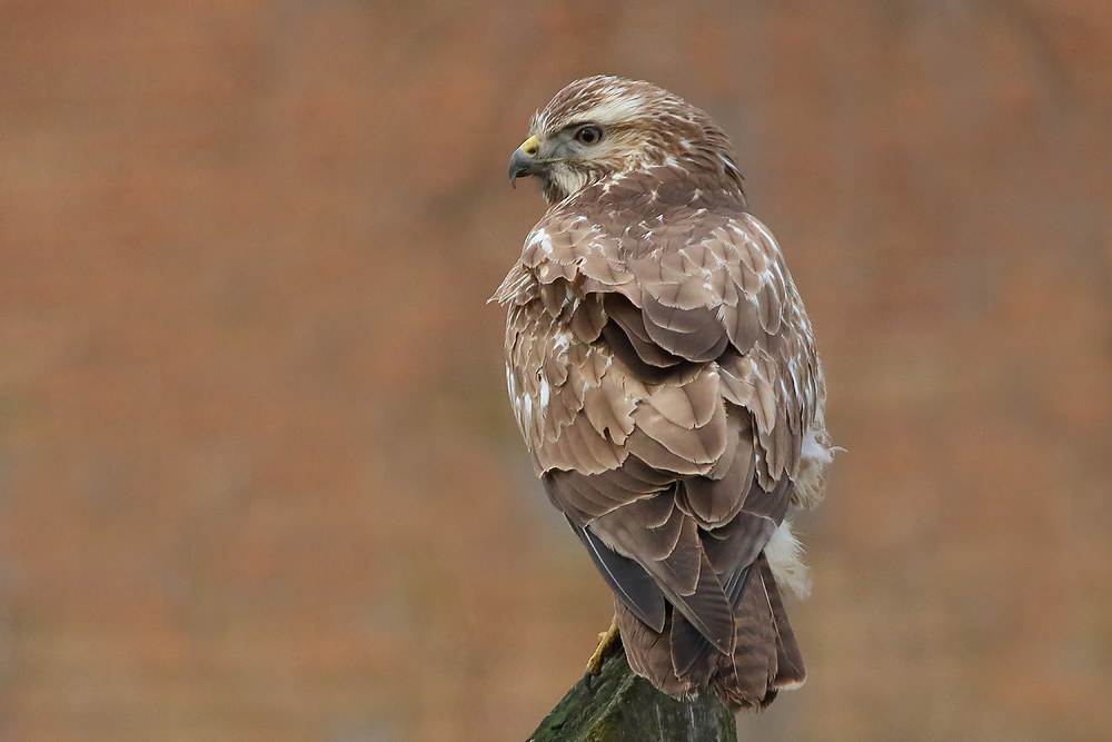 Mäusebussard (Buteo buteo)