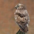 Mäusebussard (Buteo buteo)