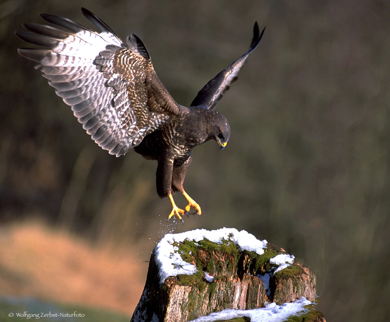  MÄUSEBUSSARD-  ( Buteo buteo )