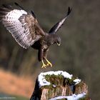  MÄUSEBUSSARD-  ( Buteo buteo )