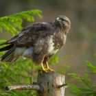 -- Mäusebussard/ Buteo buteo --