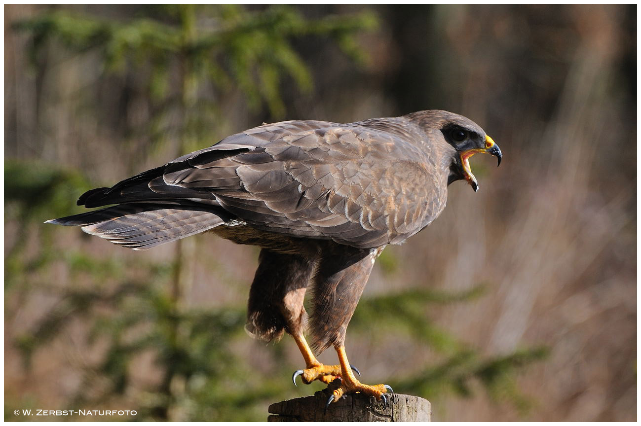 --- Mäusebussard --- ( Buteo buteo )