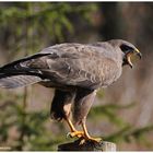 --- Mäusebussard --- ( Buteo buteo )