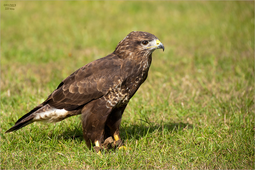 Mäusebussard (Buteo buteo)