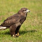 Mäusebussard (Buteo buteo)