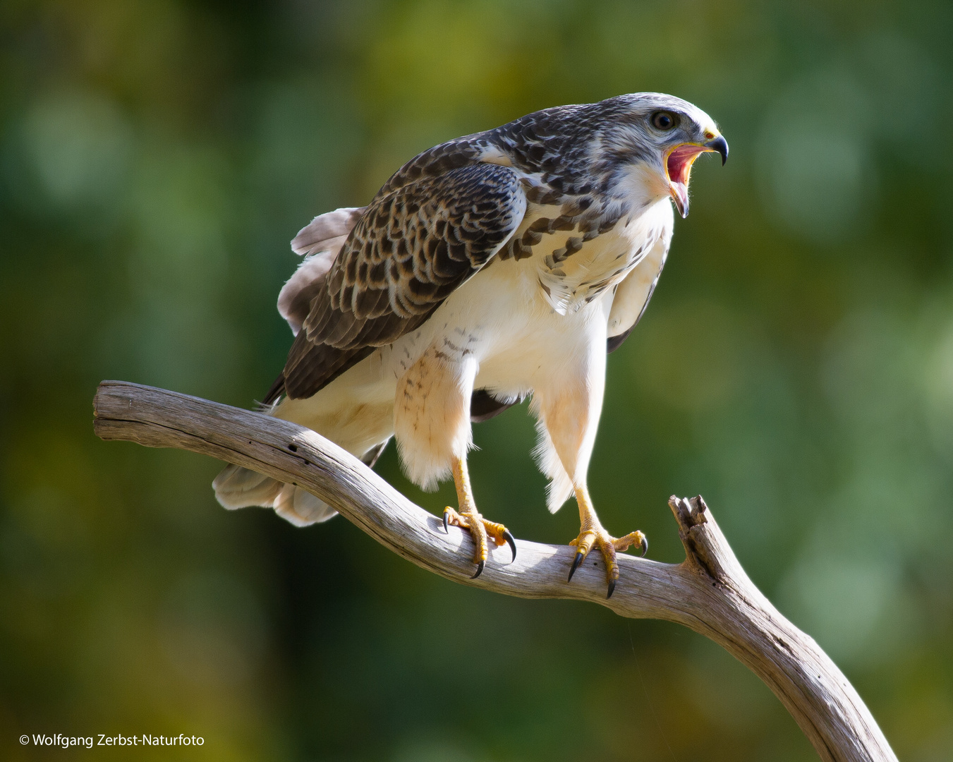 --- Mäusebussard ---      ( Buteo buteo )