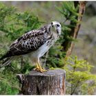 - Mäusebussard - ( Buteo buteo )