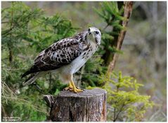 - Mäusebussard - ( Buteo buteo )