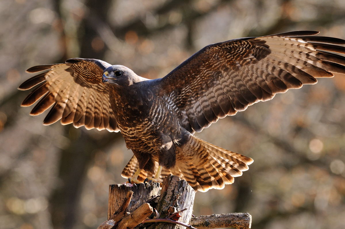 - Mäusebussard - ( Buteo buteo )