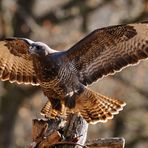 - Mäusebussard - ( Buteo buteo )