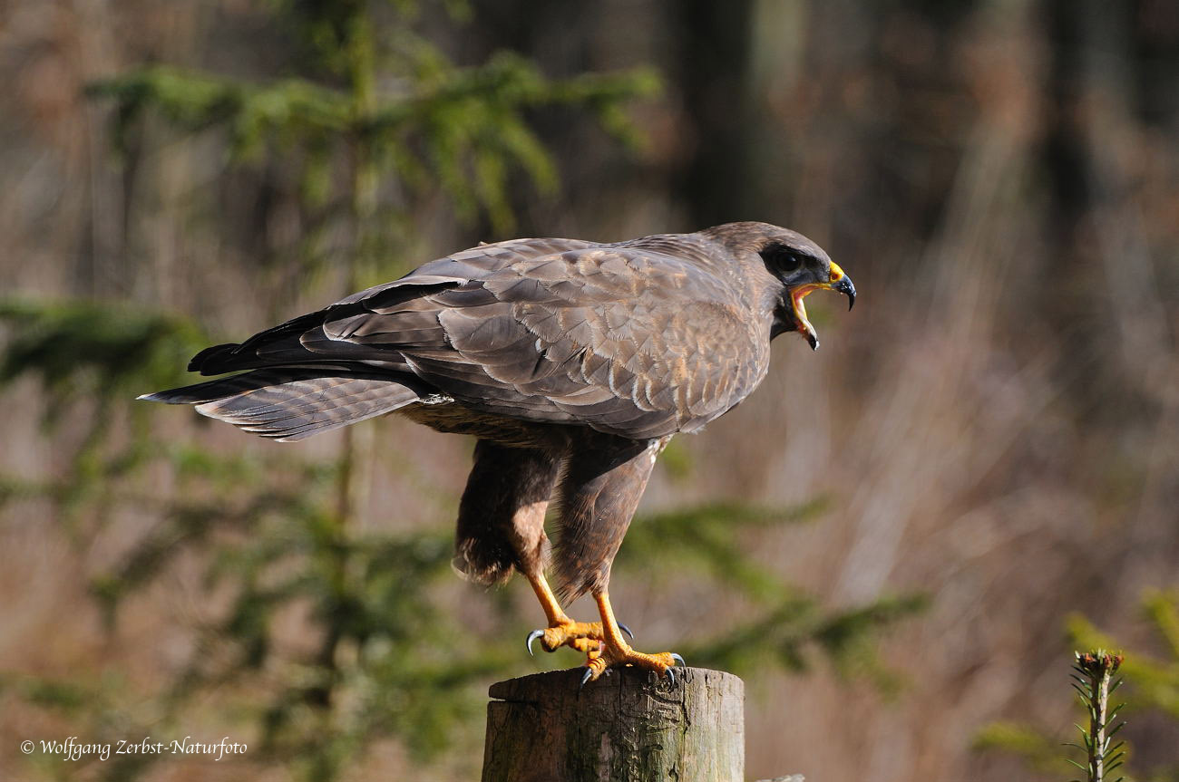 --- Mäusebussard --- ( Buteo buteo)