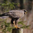 --- Mäusebussard --- ( Buteo buteo)