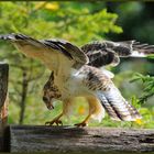 - Mäusebussard - ( Buteo buteo )