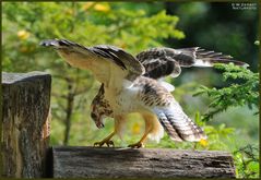 - Mäusebussard - ( Buteo buteo )