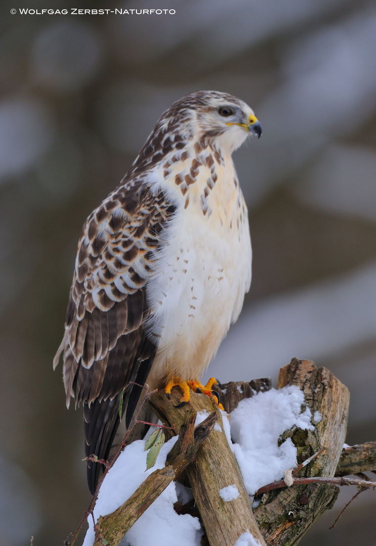 --- Mäusebussard --- ( Buteo buteo )