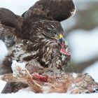 Mäusebussard (Buteo buteo)