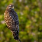 Mäusebussard (Buteo buteo)