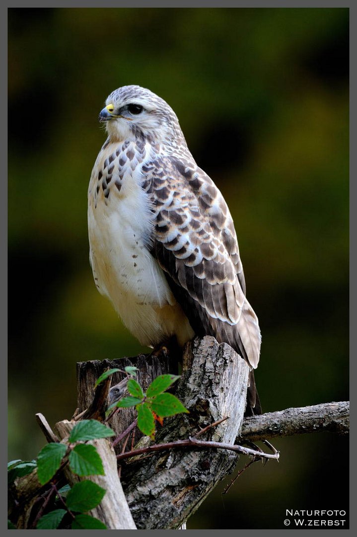 - Mäusebussard - ( Buteo buteo )