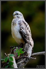 - Mäusebussard - ( Buteo buteo )