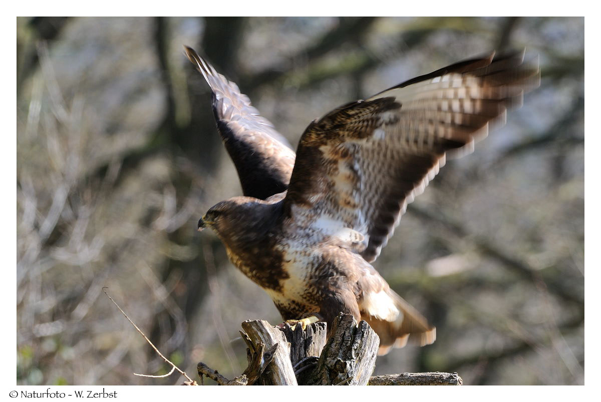 ---- Mäusebussard ---- ( Buteo buteo )