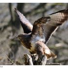 ---- Mäusebussard ---- ( Buteo buteo )