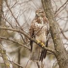 Mäusebussard ( Buteo buteo )