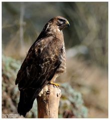 -- Mäusebussard -- ( Buteo buteo )