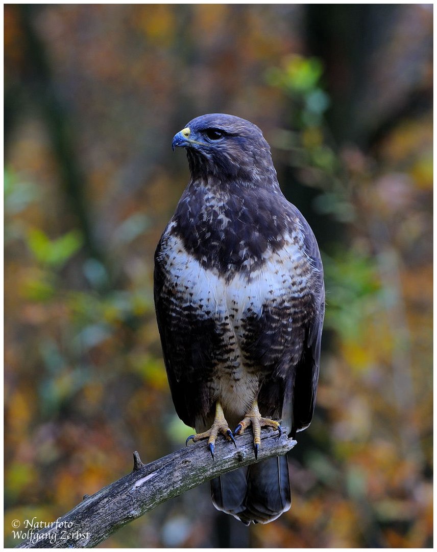 --- Mäusebussard --- ( Buteo buteo )