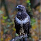 --- Mäusebussard --- ( Buteo buteo )